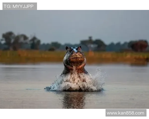 智利与德国激战正酣比赛结果揭晓引发热议